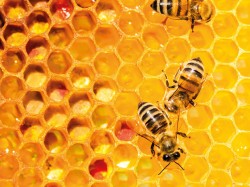 Apiculture - déclaration de ruches 2022